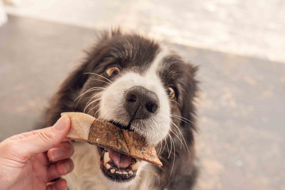 Dog eating Topflite Hound Salmon Skin