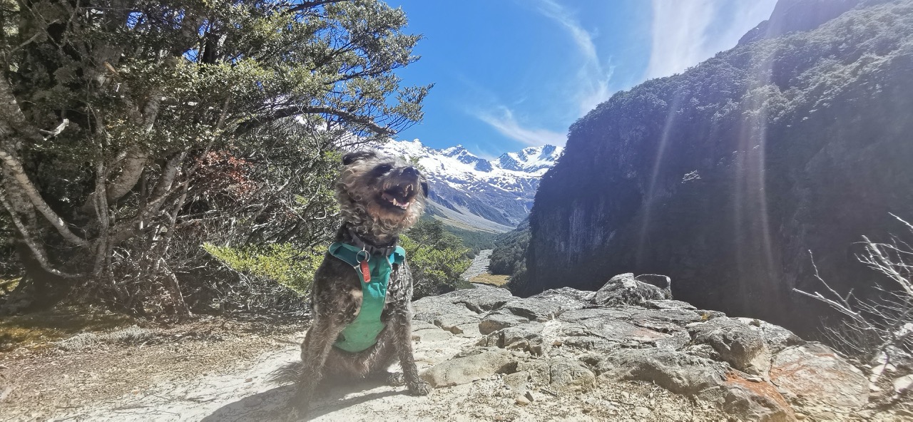 Taking dogs into the wild