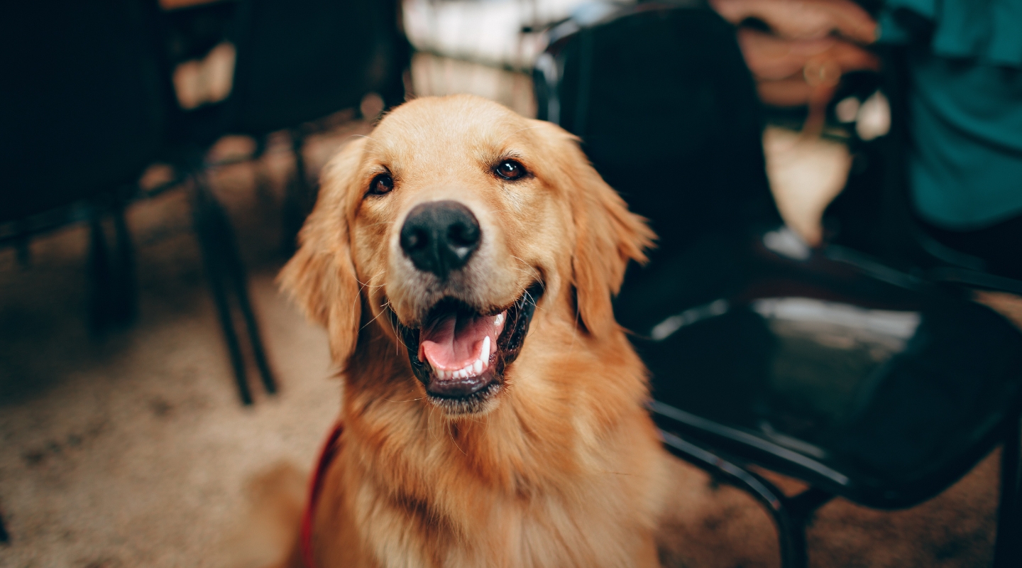 How dogs improve our mental health