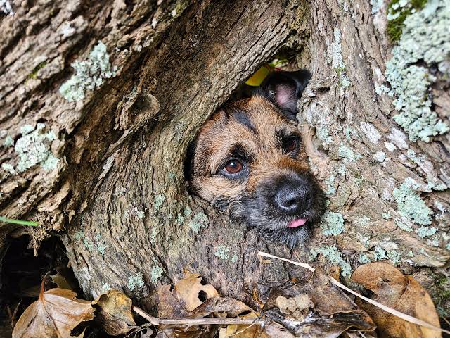Sniffing posums