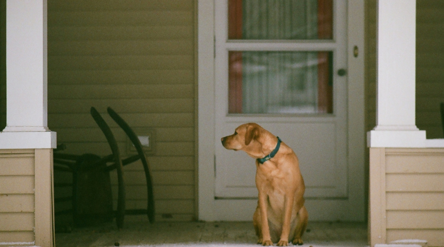 A mixed breed dog awaits his patient pet sitter on the porch.