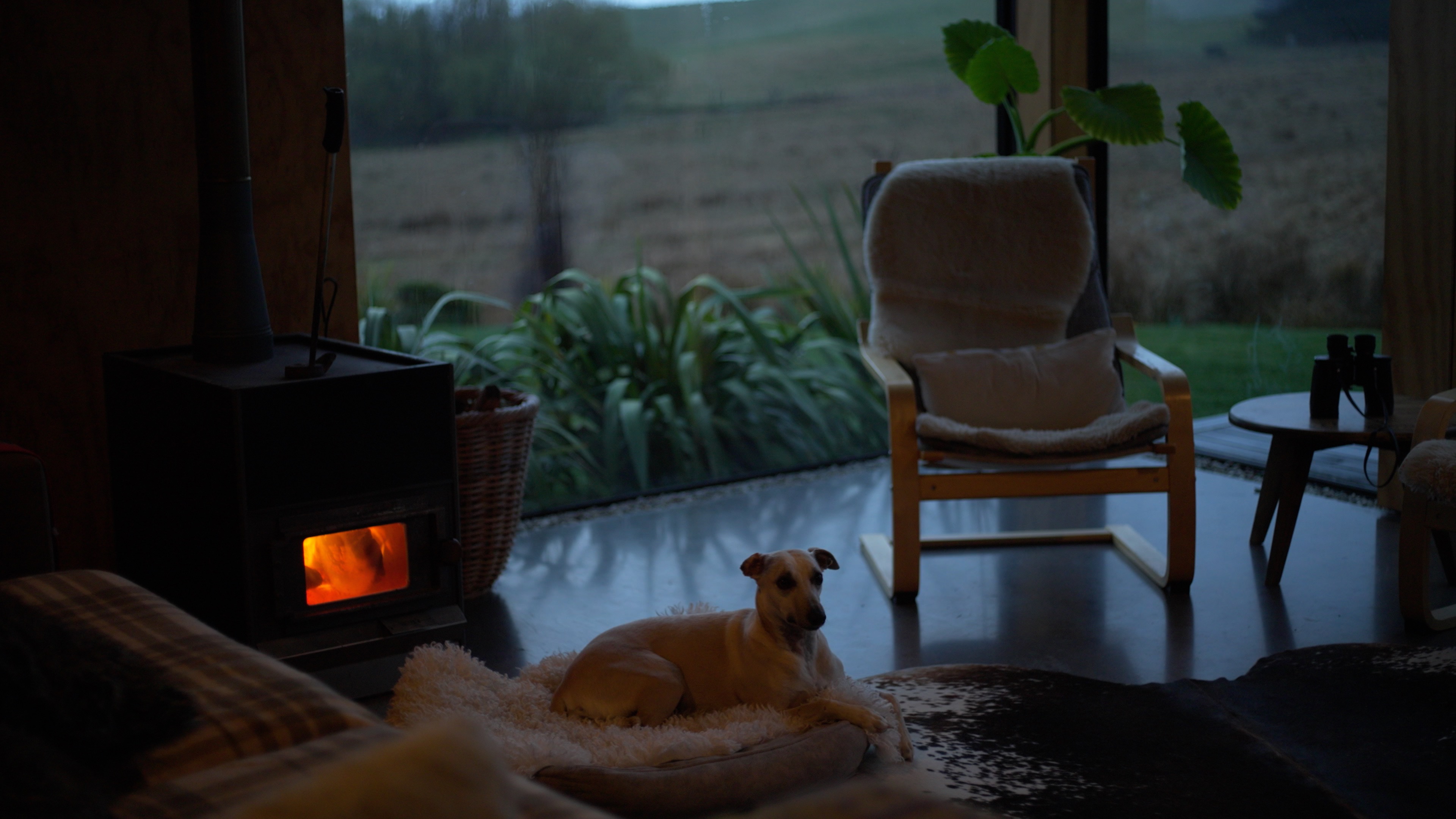 Why chocolate is bad for dogs