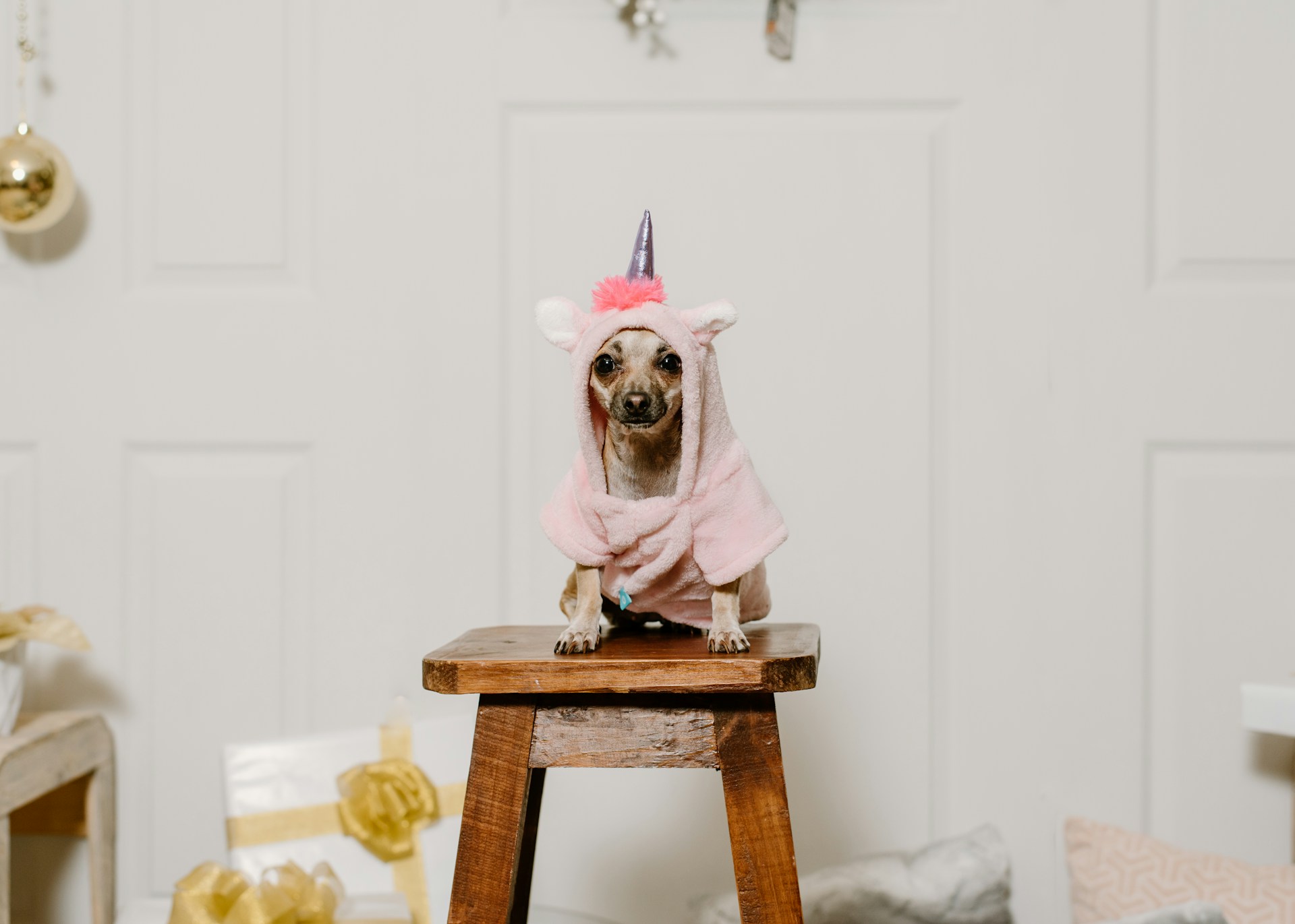 Hear us out: Are humans taking fur-babying too far?