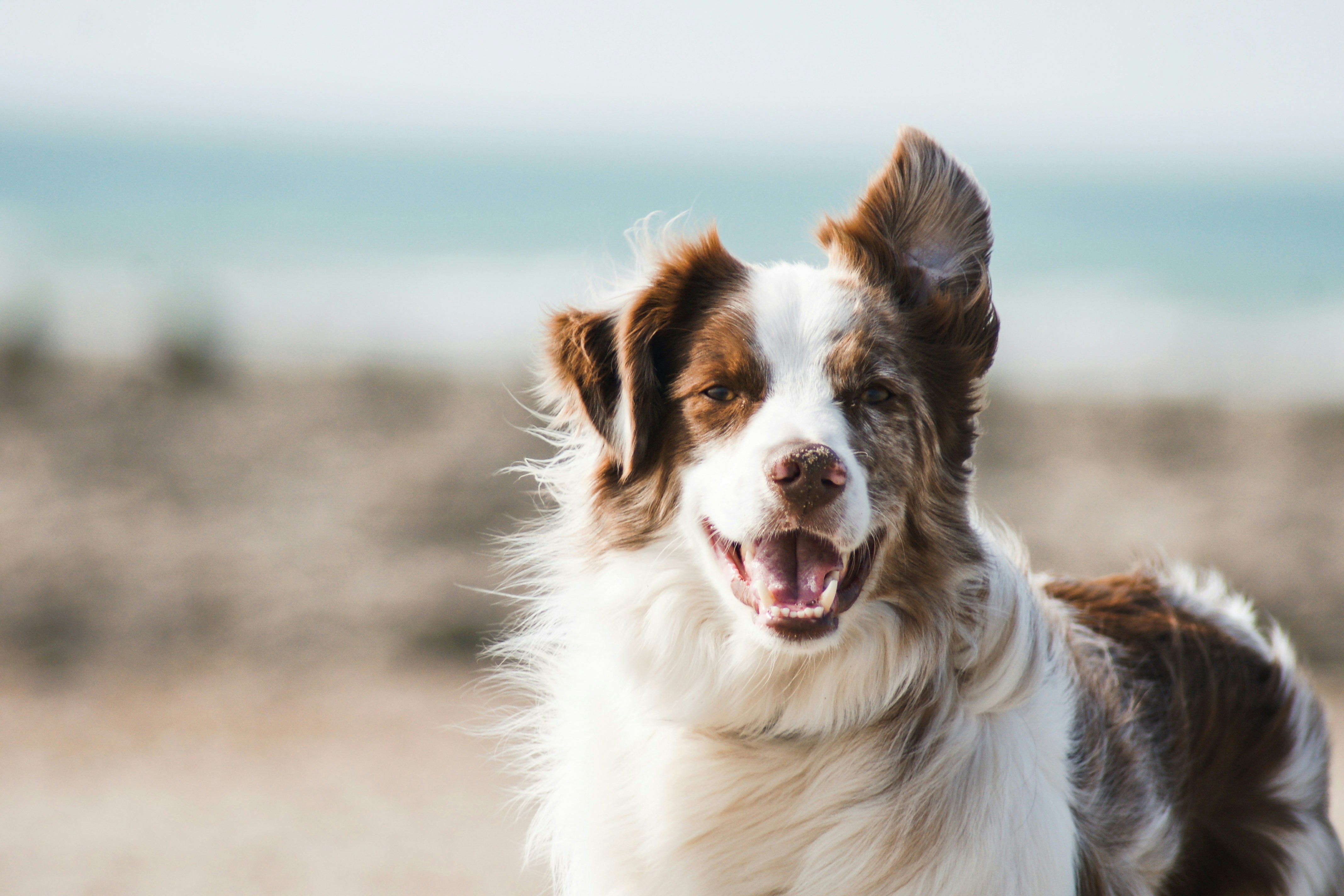 A dog looking directly at their human, post-gallop on a windy beach. This article is about training dogs to focus and pay attention