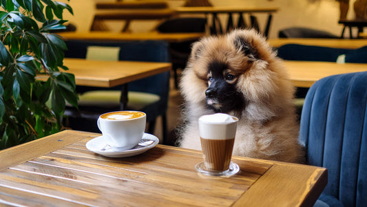 New Zealand’s best dog-friendly cafes and bars
