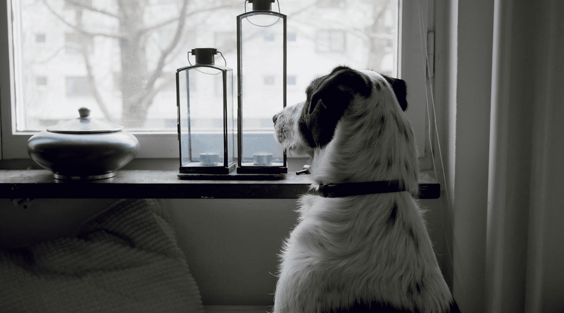 Enrichment for dogs home alone outlet