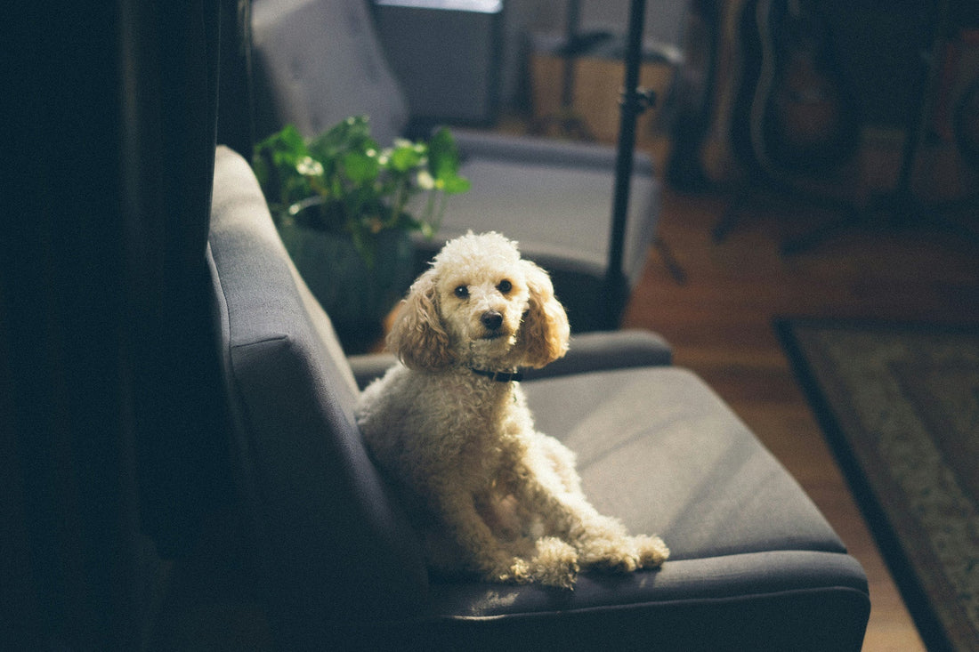 The South Island's best dog-friendly cafes and bars