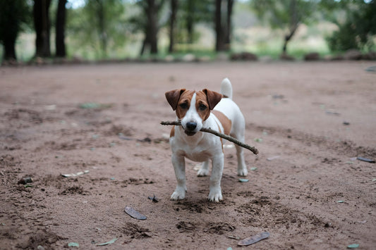 Why chocolate is bad for dogs