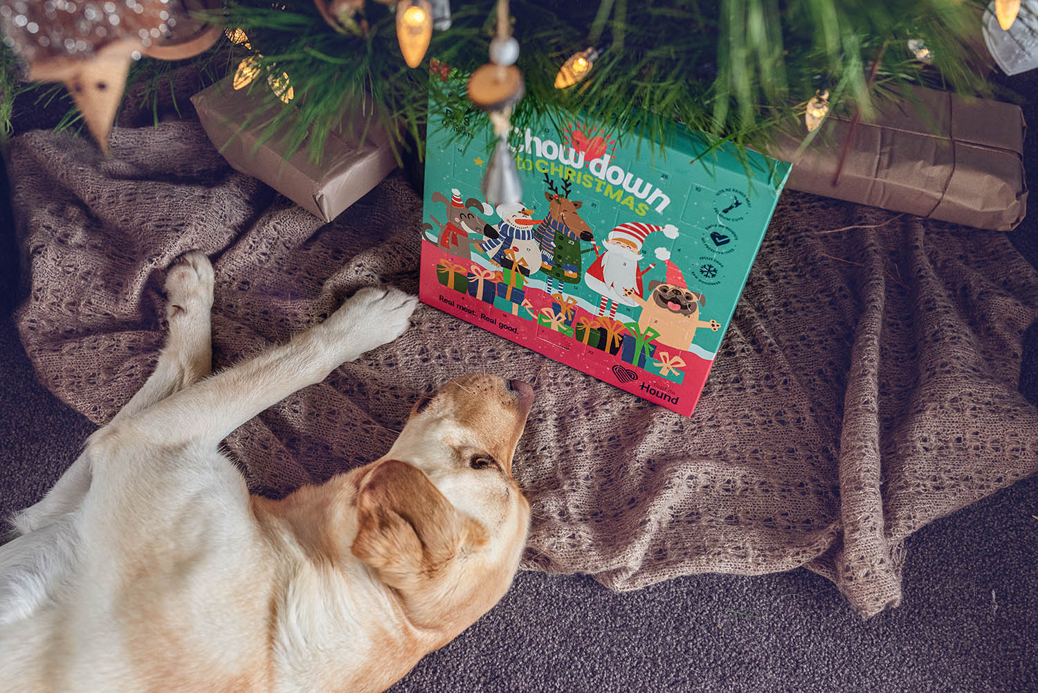 Dog staring at Topflite Hound Advent Calendar