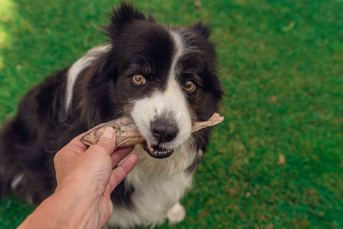 Dog eating Topflite Hound Mackerel