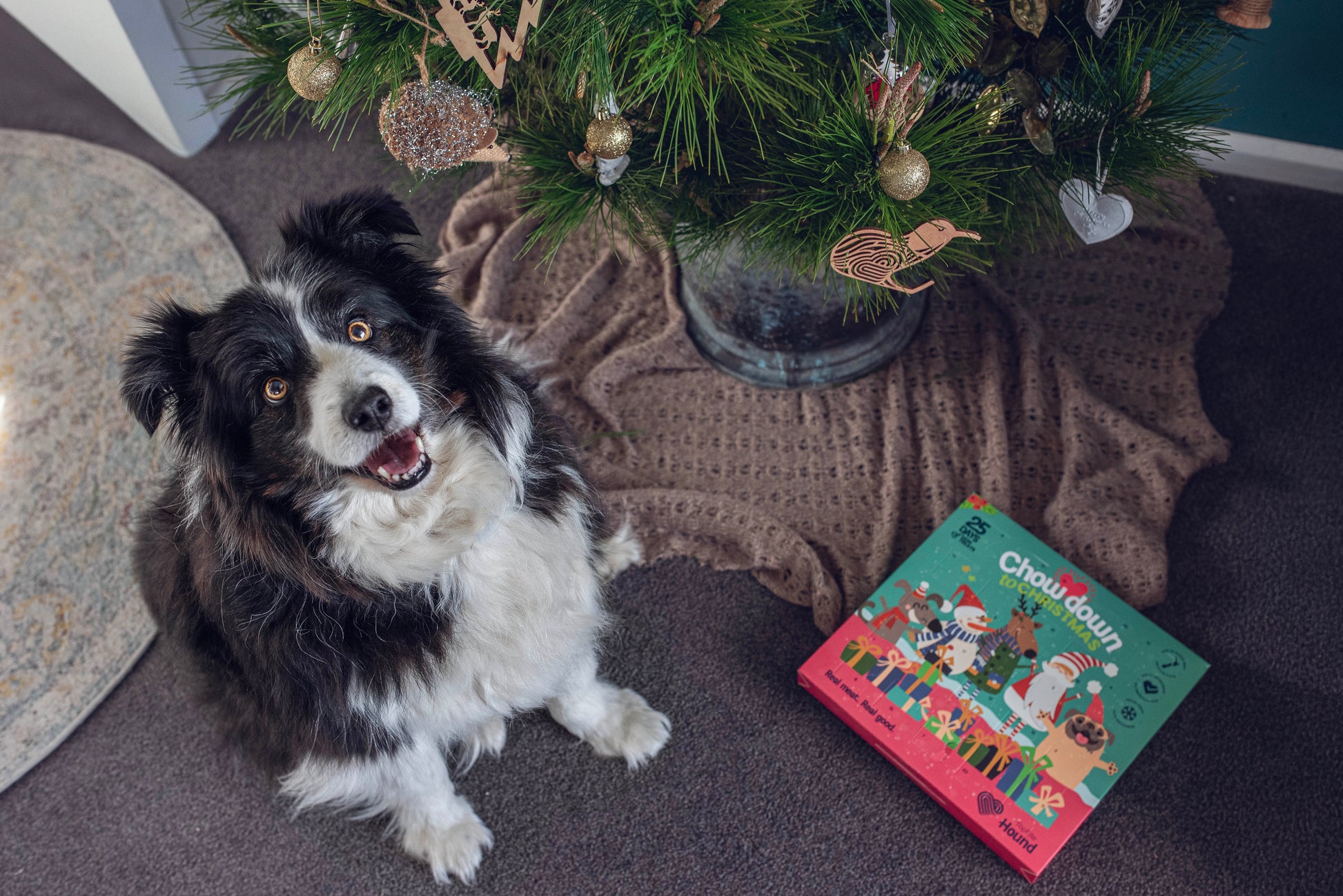 Dog sitting waiting for Topflite Hound Advent Calendar to be opened. 