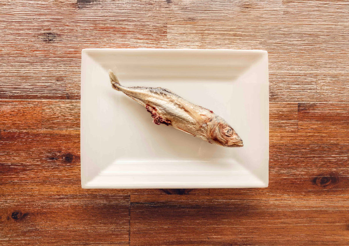 Topflite Hound single Mackerel on plate